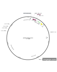 pBHGlox(delta)E13Cre