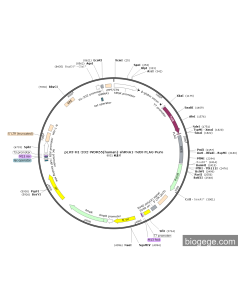 pLV3-H1-2O2-WDR55(human)-shRNA1-TetR-FLAG-Puro