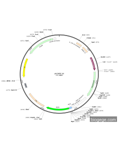 pLEGFP-N1