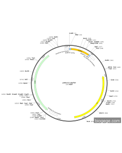 （不稳定）pSB1C3-stuffer