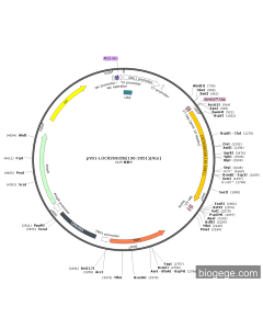 pYD1-LOC9269328(136-2051)(rice)
