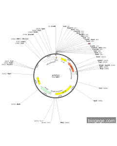 pYX212