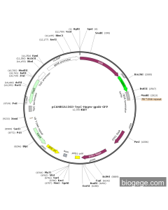 pCAMBIA1303-TrpC-Hygro-gpdA-GFP