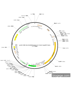 pLV3-CMV-SLCO1B3(human)-3×FLAG-CopGFP-Puro
