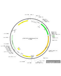 pCMV-EGFP-LILRB4(human)-Neo