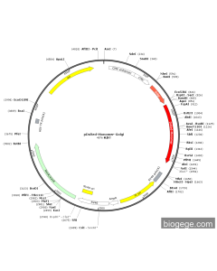 pDsRed-Monomer-Golgi