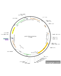 pLVX-CTSD-10×His-Puro