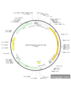 pABCA1(human)-2-mut-Fluc-Hyg