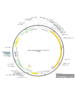 pCMV-Secisbp2(mouse)-3×FLAG-Neo