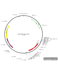 pBBR1MCS2-Tac-mCherry
