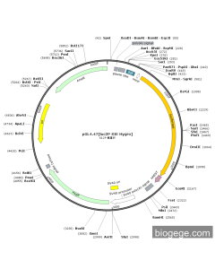 pGL4.47[luc2P SIE Hygro]