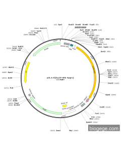 pGL4.42[luc2P HRE Hygro]