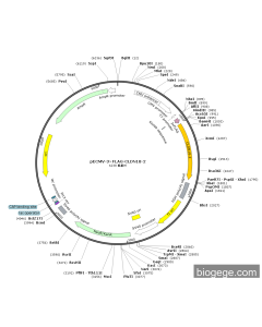pECMV-3×FLAG-CLDN18-2