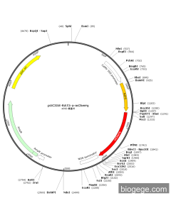 pUC35s-RAT5-a-mCherry
