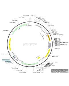 pECMV-3×FLAG-MRPS33