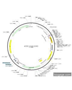 pECMV-3×FLAG-OCIAD2