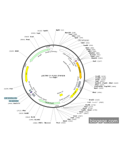 pECMV-3×FLAG-ZFAND6