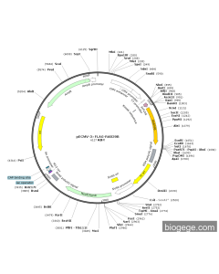 pECMV-3×FLAG-RAB39B