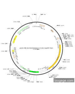 pLV3-CMV-SLC5A1(human)-3×FLAG-CopGFP-Puro