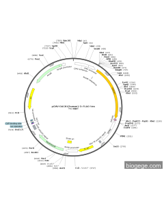 pCMV-DACH1(human)-3×FLAG-Neo
