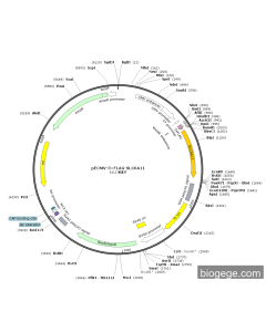 pECMV-3×FLAG-SLC6A11