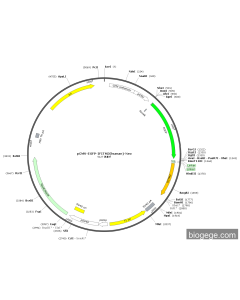 pCMV-EGFP-IFITM3(human)-Neo