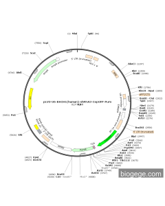 pLV3-U6-BACH1(human)-shRNA3-CopGFP-Puro