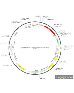 pLV3-U6-shRNA-Negative-Control-mCherry-Puro