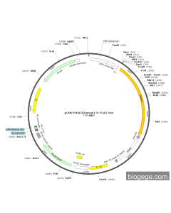 pCMV-PANK2(human)-3×FLAG-Neo