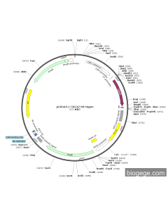 pCDNA3.1-CDC42-HA-Hygro