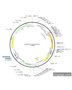 pECMV-3×FLAG-CLDN18-1