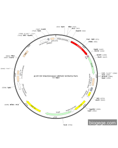pLV3-U6-Vdac2(mouse)-shRNA2-mCherry-Puro