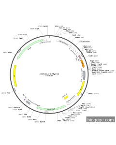 pCDNA3.1-3×Myc-Ub
