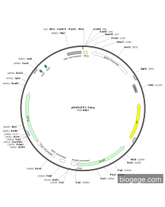 pBARGPE1-PyrG