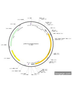 pCMV-FLAG-PDPK1(human)
