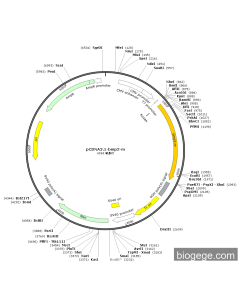 pCDNA3.1-bmp2-m