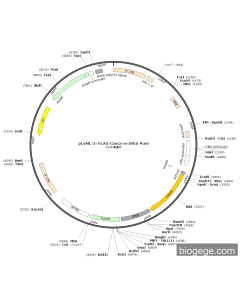 pLVML-3×FLAG-Cxxc5-m-IRES-Puro