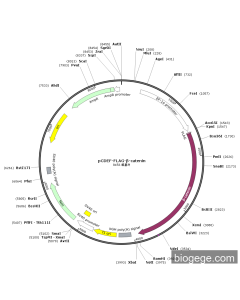 pCDEF-FLAG-β-catenin
