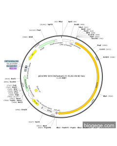 pEnCMV-SCN7A(human)-3×FLAG-SV40-Neo
