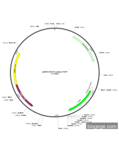 pBBR1MCS2-pAmp-EGFP