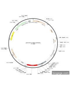pLVX-EF1a-IRES-mCherry