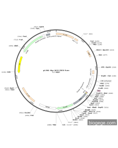 pLVML-Myc-MCS-IRES-Puro