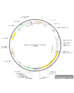 pLVML-3×FLAG-Slc22a12-r-IRES-Puro