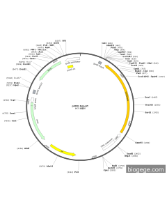 pMIR-Report Luciferase