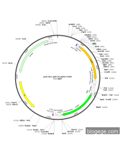 pUC18-LasR-pLasRV-EGFP