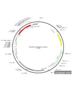 pHG52d34.5-CMV-mIL-21-mCherry
