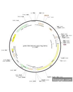 pCDH-CMV-MCS-EF1-Puro-FLAG-HIF2α