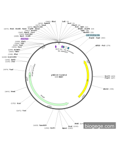 pMD19-Control