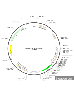 pCDH-EF1-MCS-T2A-copGFP