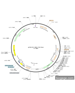 pCDH-EF1-MCS-T2A-Puro